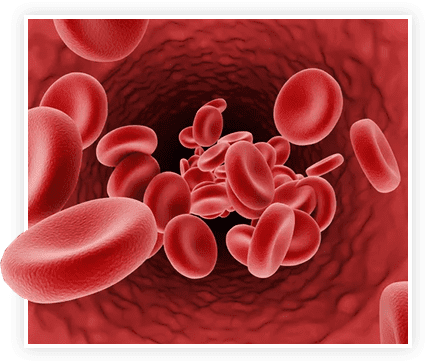 Healthy blood flow and nitric oxide circulation